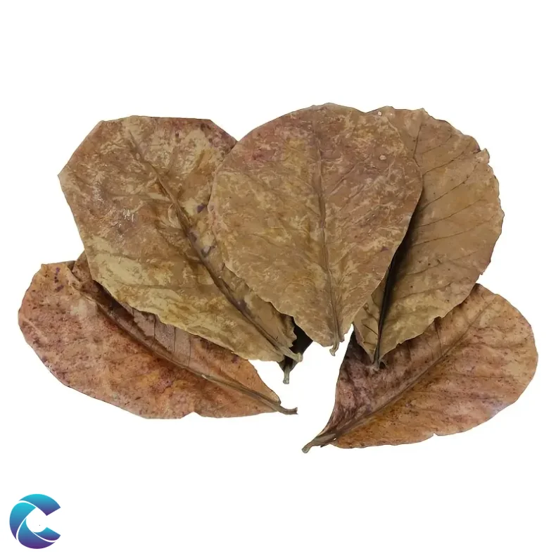 Catappa, Mandelblade 15-30cm 10stk.